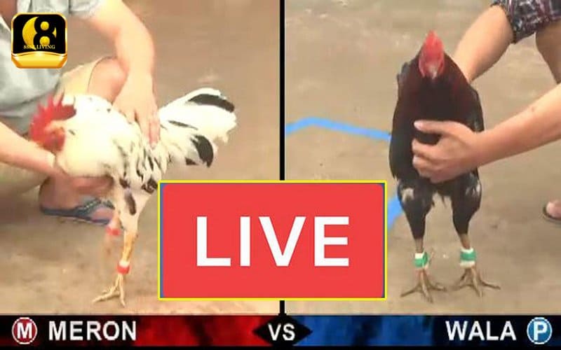 Đá gà 88 - Tận hưởng trận đá gà chuyên nghiệp kịch tính 3 Livestream đá gà cực rõ nét